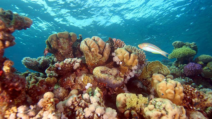 Pasifik'in güneyinde rekor mercan kaybı