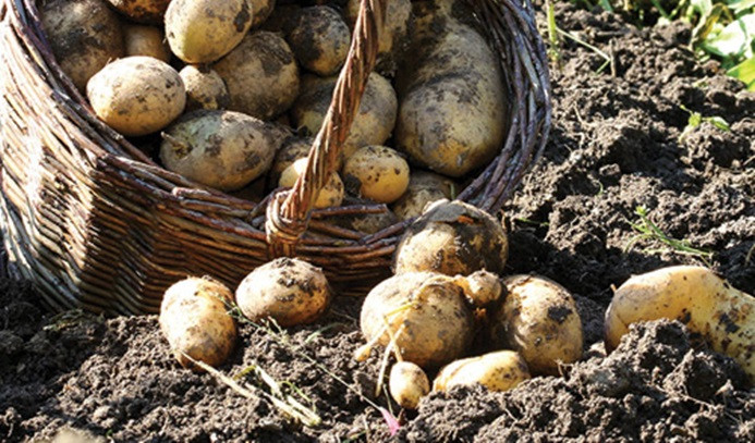 Ar Tarım ilk 'yerli-milli' patates tohumu ile yurtdışına açılacak