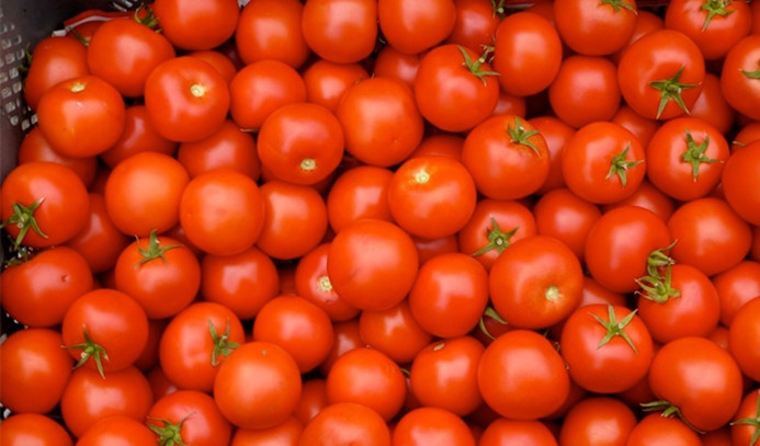 Salçalık domateste yüksek rekolte bekleniyor