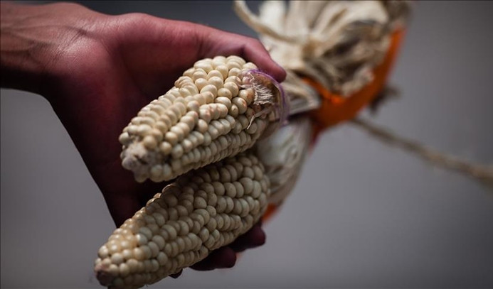 Monsanto'ya 289 milyon dolar tazminat cezası