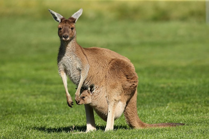 Avustralya’da kuraklık sebebiyle kanguruları öldürme izni çıktı