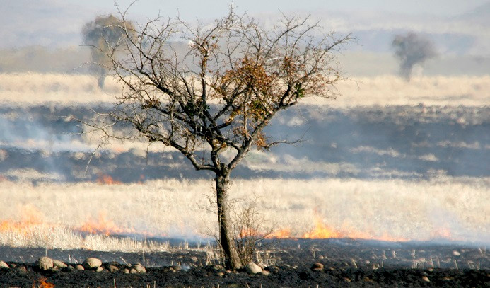 Dünyanın verimli toprak kaybı her yıl 12 milyon hektar
