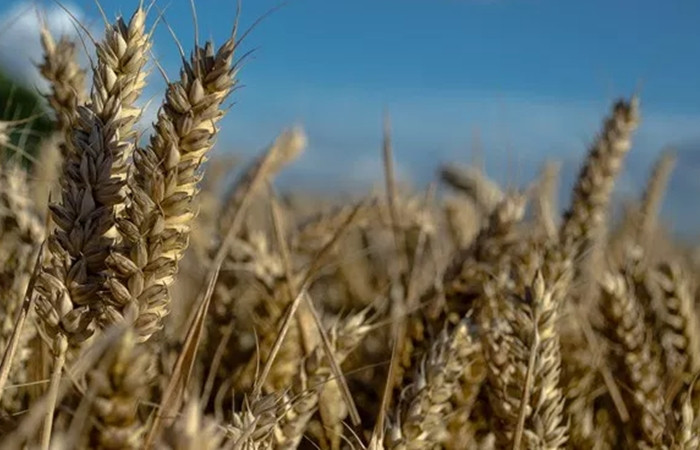 Buğdayda 'kriz'e karşı önlem