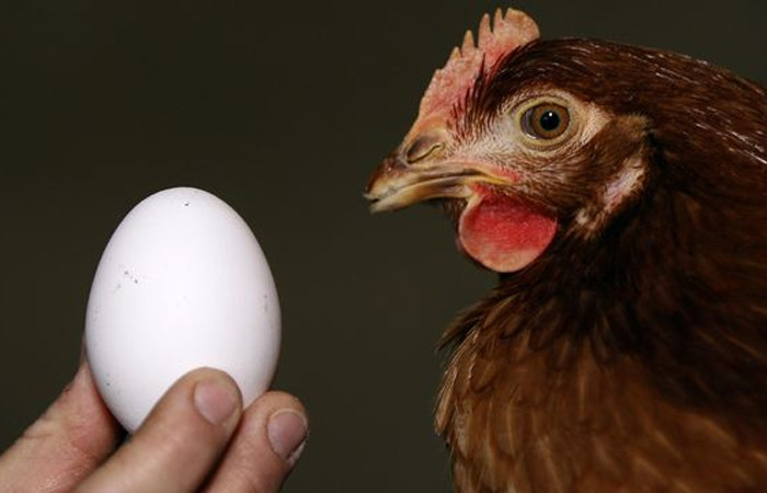 "Kanser ilacı yumurtlayan" tavuklar yetiştirildi