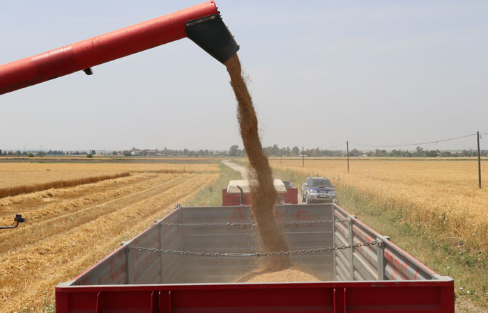 Adana’da buğday hasadı sürüyor