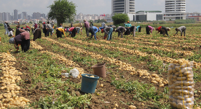 Pakdemirli: Türkiye, patates üretiminde dünyada ilk 10 içerisinde