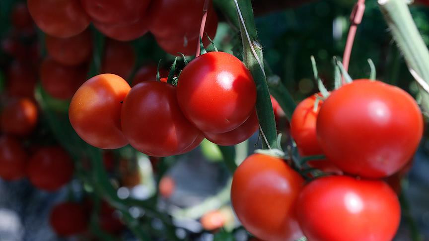 “Salçalık domates üreticisine ithalat şoku”