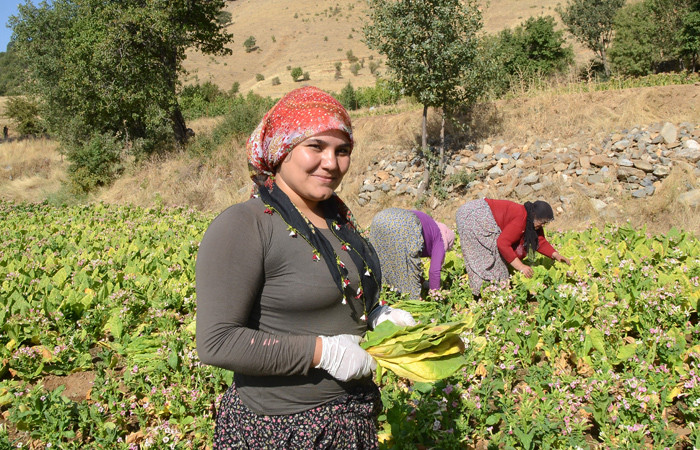 Bitlisli kadınların zorlu tütün mesaisi başladı