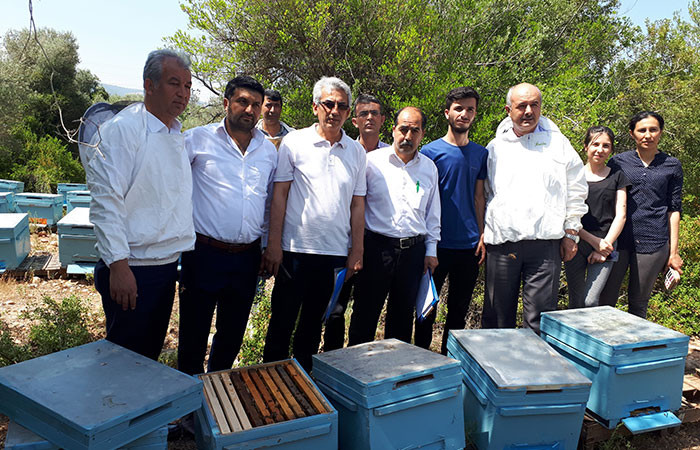 Bal üreticilerine 11 bin ana arı dağıtılacak