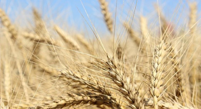 Adana'da üretilen sezonun ilk buğdayı Gaziantep'te satıldı