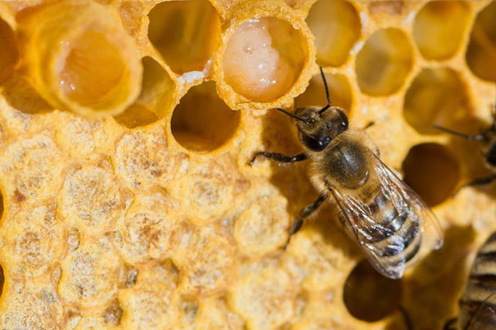 Ev kadınları arı sütüyle ekonomik kazanç sağlayacak
