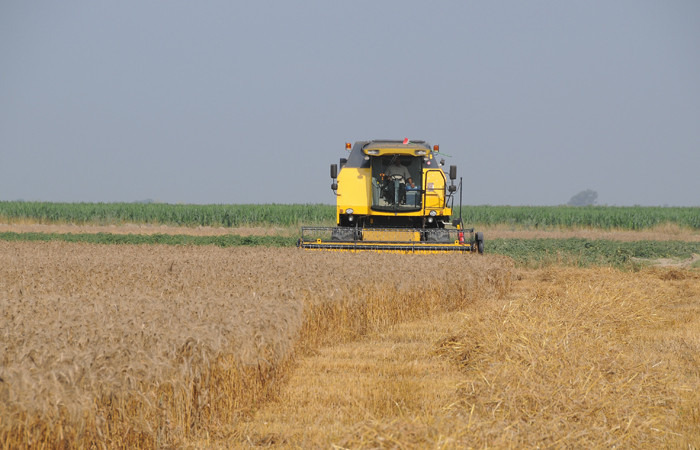 Çukurova’da bu yıl buğday hasadı verimli geçti