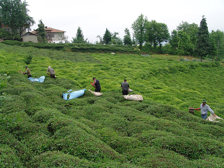 Yaş çay üreticileri 30 Nisan’a kadar Rize’ye gelebilecek
