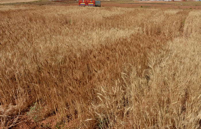 Buğdaya zarar veren hastalıklar araştırılıyor